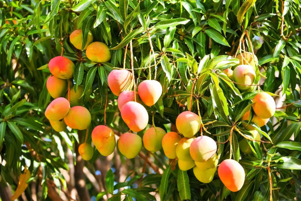 fruits